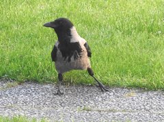 Corvus cornix