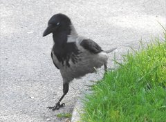 Corvus cornix