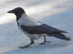 Corvus cornix