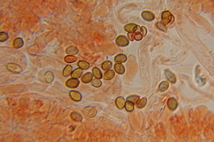 Psilocybe gallaeciae