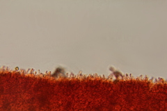 Psilocybe gallaeciae