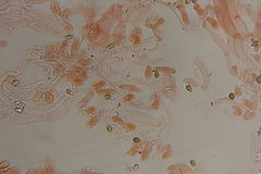 Psilocybe gallaeciae