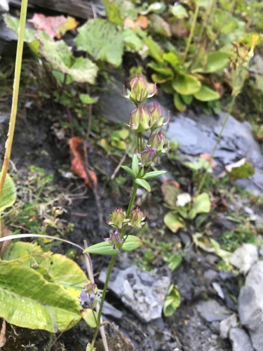 spurred gentian