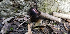 Phelotrupes auratus