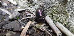 Phelotrupes auratus