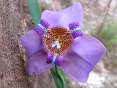 Trimezia coerulea