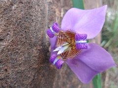 Trimezia coerulea