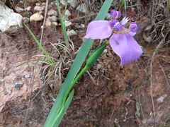 Trimezia coerulea