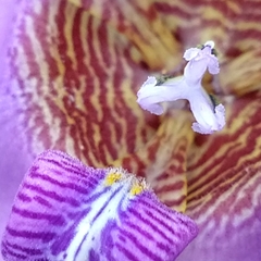 Trimezia coerulea