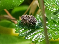 Maratus plumosus