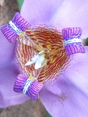 Trimezia coerulea