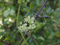 Scandia geniculata