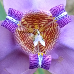 Trimezia coerulea
