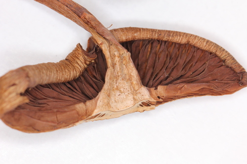 Psilocybe caerulescens