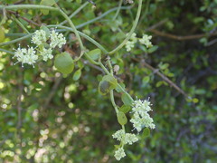 Scandia geniculata