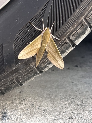 Cechetra minor
