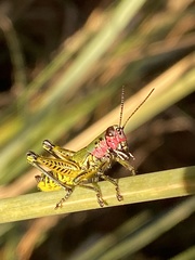 Aztecacris laevis