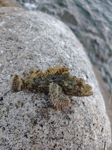 Scorpaenopsis ramaraoi observed 2025-09-16
