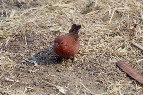 Red-billed Firefinch