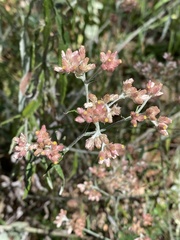 Pseudognaphalium roseum