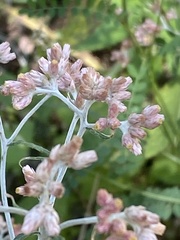 Pseudognaphalium roseum