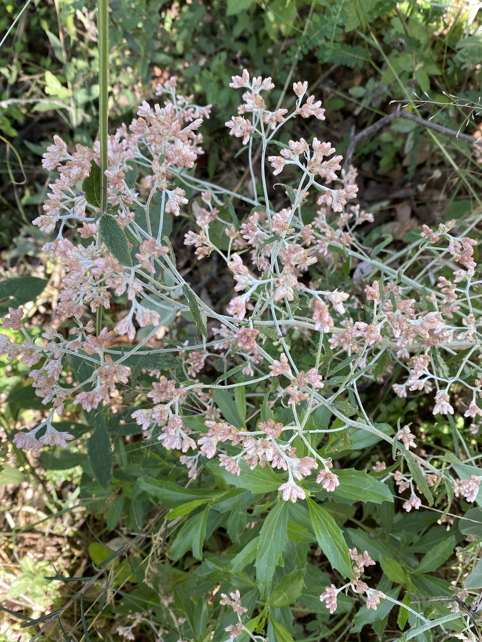Pseudognaphalium roseum