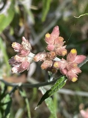 Pseudognaphalium roseum