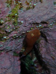 Cochleoceps orientalis