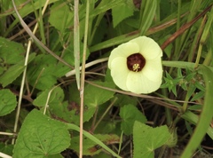 Abelmoschus esculentus