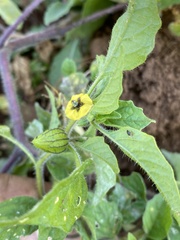 Physalis chenopodifolia