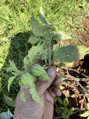 Physalis chenopodifolia