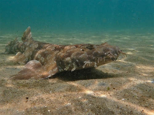 Spotted wobbegong (Orectolobus maculatus) — Orectolobidae — 5