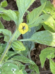 Physalis chenopodifolia