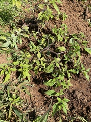 Physalis chenopodifolia