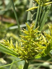 Cyperus hermaphroditus