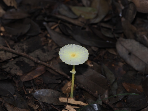 Leucocoprinus fragilissimus