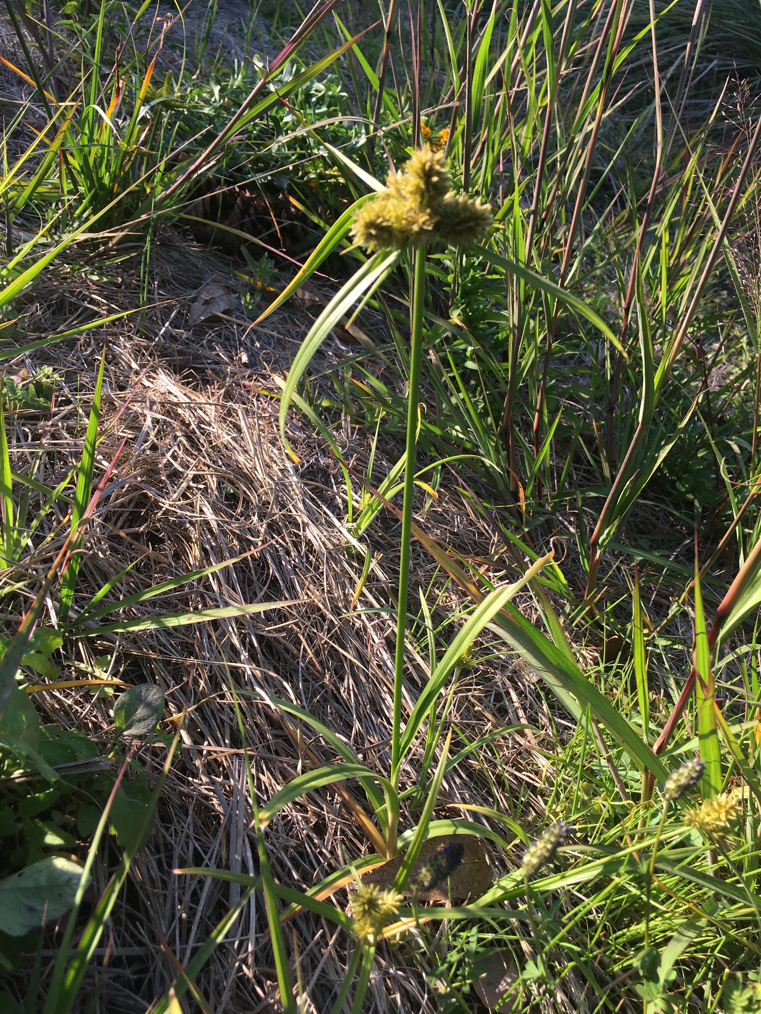 Cyperus manimae var. asperrimus