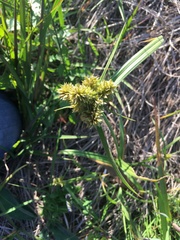 Cyperus manimae asperrimus