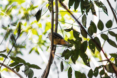 Saltator grandis