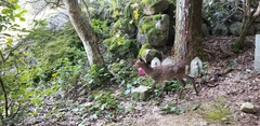 Cervus nippon