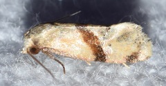 Platphalonidia felix