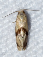 Platphalonidia felix