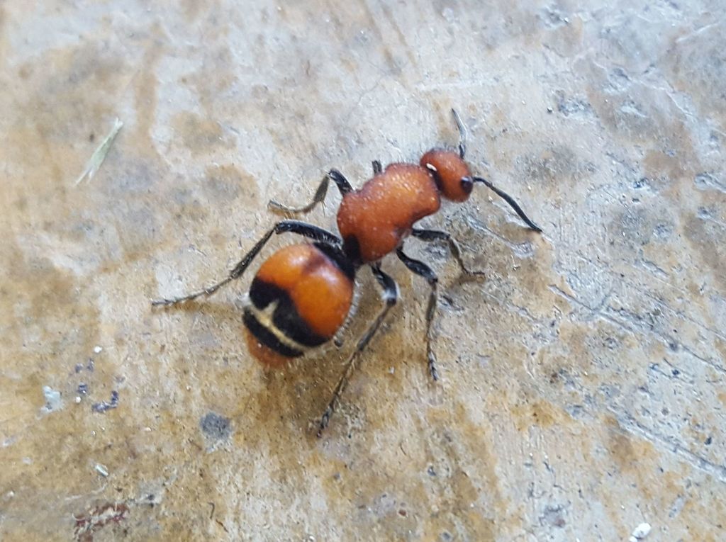 Timulla euterpe