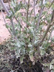 Senecio antofagastanus
