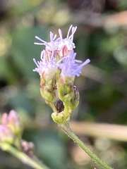 Fleischmannia sonorae