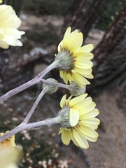 Senecio antofagastanus