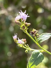 Fleischmannia sonorae