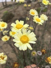 Senecio antofagastanus