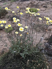 Senecio antofagastanus