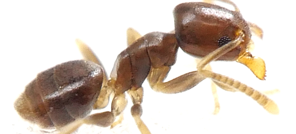 Tapinoma minutum